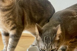 BioCraft has received registration from the Austrian authorities to use Category 3 Animal Byproducts (ABP) in the European Union, enabling it to begin selling ingredients to EU pet food producers.