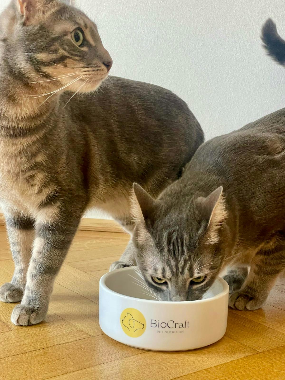 BioCraft gains EU approval to sell cell-cultured pet food ingredients