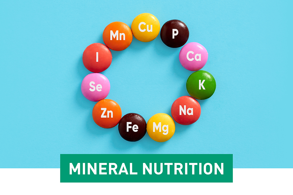 Fsa Mineral Nutrition 62f78e92317b14