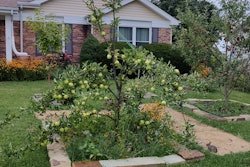 Goldrush and Jonathan apples ripen in the author's front yard as it is transitioned to regenerative agriculture. Note the squares of dead grass, which were later replaced with flower beds.