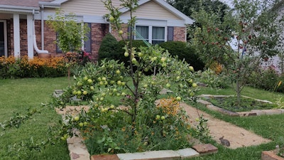 Goldrush and Jonathan apples ripen in the author's front yard as it is transitioned to regenerative agriculture. Note the squares of dead grass, which were later replaced with flower beds.