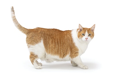 Dogs and cats are bearing the brunt of the pet obesity epidemic, with numbers going up in spite of significant options in the pet food space to help mitigate the issue.