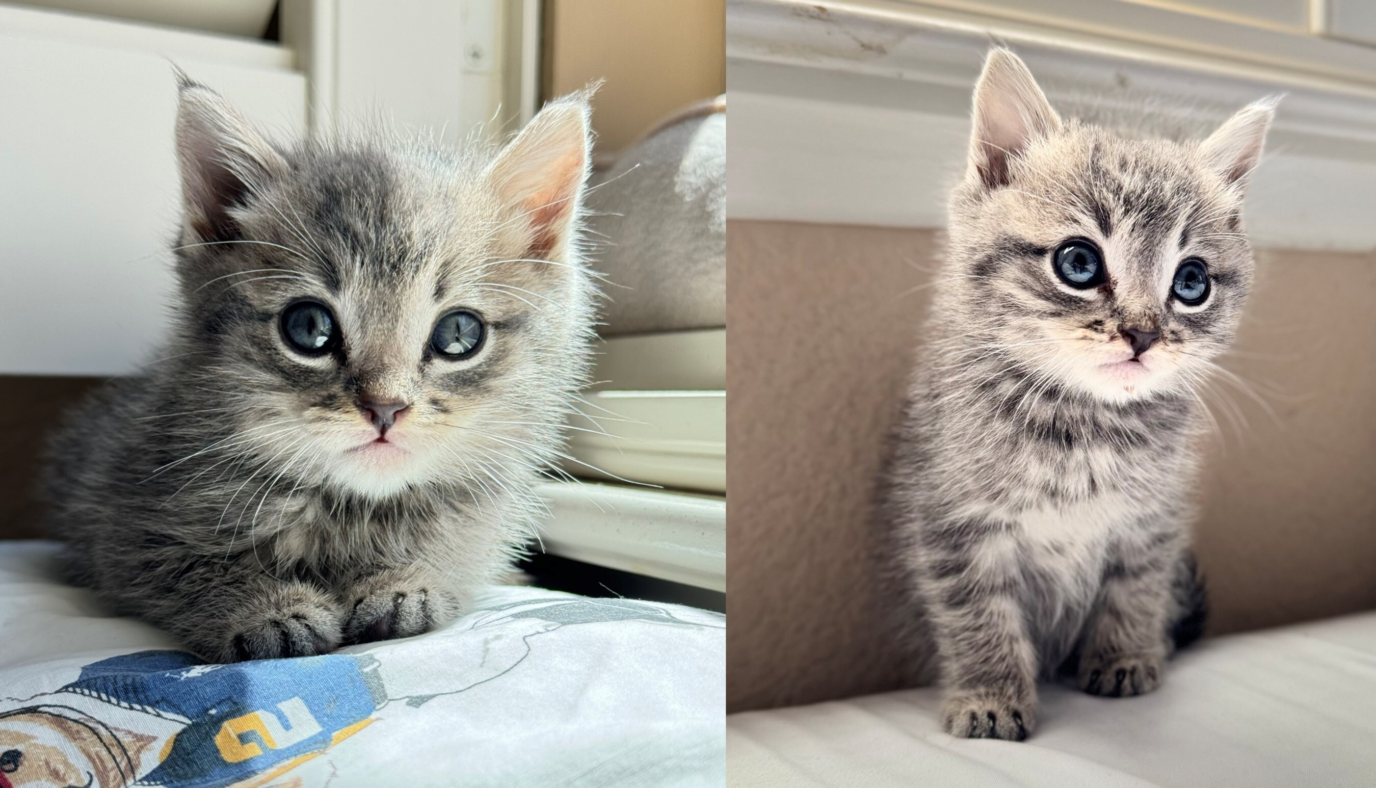 Eight-month-old Ika found his forever home after a chance encounter in a restaurant parking lot.