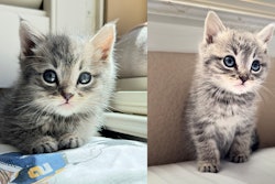 Eight-month-old Ika found his forever home after a chance encounter in a restaurant parking lot.