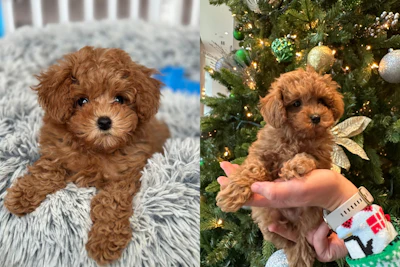Five-month-old Pudim joined his family just in time for Christmas.