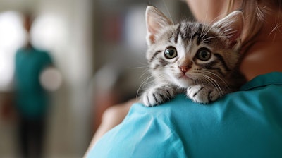 kitten at vet