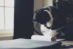 The company said this latest achievement underscores Mars UK’s ongoing commitment to fostering a truly inclusive, flexible, and pet-friendly work environment.