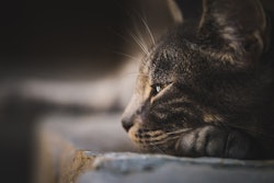 A new excise duty on dry pet food could help fuel a price increase in the Russian pet food market.