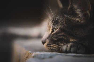 A new excise duty on dry pet food could help fuel a price increase in the Russian pet food market.
