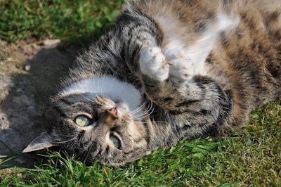 When it comes to pet obesity, the words we choose can either reinforce stigma and stereotypes — or promote a constructive, health-focused dialogue.