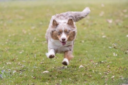 Natural Pet Food Group is making a strategic shift in its U.S. distribution to drive growth and enhance consumer awareness of its K9 and Feline Natural brands.