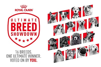 Ultimate Breed Showdown Royal Canin