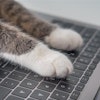 AI is set to transform pet food manufacturing, with early adopters gaining a significant efficiency edge.