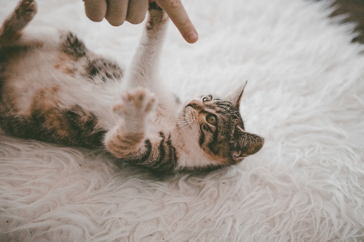 How venture technologies are shaping the future of pet food and animal nutrition