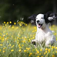 One of dsm-firmenich’s key innovations at Petfood Forum 2025 will be its algae-based omega-3 solutions, which support brain, eye, heart, immune and joint health in dogs and cats.