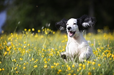 One of dsm-firmenich’s key innovations at Petfood Forum 2025 will be its algae-based omega-3 solutions, which support brain, eye, heart, immune and joint health in dogs and cats.