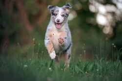 While pet owners are more cost-conscious these days, they are not simply buying the cheapest options. They’re seeking out pet foods that offer better value, especially through health-related benefits.