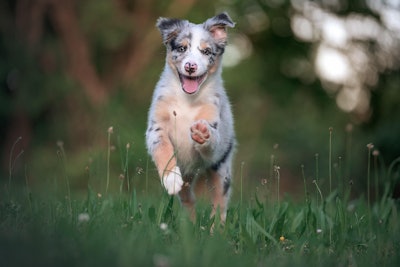 While pet owners are more cost-conscious these days, they are not simply buying the cheapest options. They’re seeking out pet foods that offer better value, especially through health-related benefits.