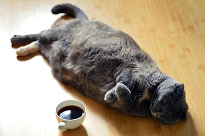 Pet owner awareness of their dog or cat’s body condition may be improving.
