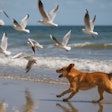 Although domesticated, dogs retain many of their ancestral predatory predilections.