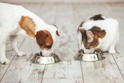 Gladskikh Tatiana Shutterstock com Dog Cat Eating