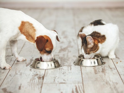 Gladskikh Tatiana Shutterstock com Dog Cat Eating