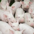 Piglets Group