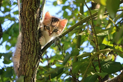 University of Maryland researchers call for stronger avian flu monitoring in cats after a 20-year review reveals a sharp rise in feline infections.