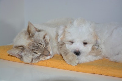 A new report from Bloomberg Intelligence noted the humanization of pets continues, with animals increasingly seen as full members of the family.