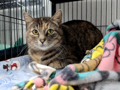 Cat In Cage At Shelter Vet Andrea Gantz