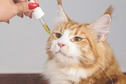 Cat Sniffing Cbd Dropper Erin Hinterland Pixabay