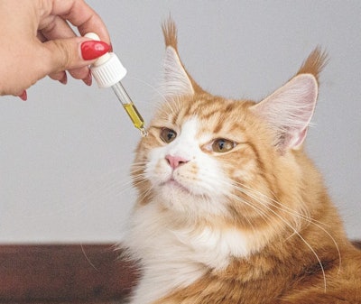 Cat Sniffing Cbd Dropper Erin Hinterland Pixabay