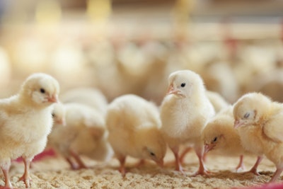 Chicks On Litter 1
