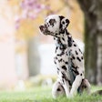Dalmatian With Blooming Crabapple Behind It Pixabay