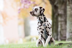 Dalmatian With Blooming Crabapple Behind It Pixabay