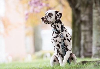 Dalmatian With Blooming Crabapple Behind It Pixabay