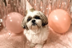 A recent survey by online great card company Moonpig revealed that almost two-thirds (64%) of pet owners celebrate their pets' birthdays each year.