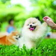 Dog High Five With Human