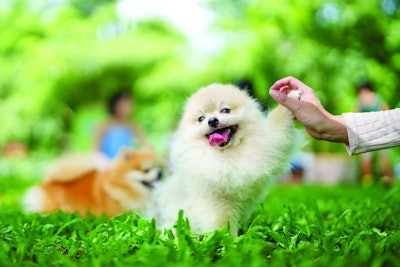 Dog High Five With Human