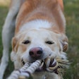 A recent clinical trial from ADM indicates that the postbiotic supports healthy blood sugar levels in adult dogs.