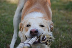 A recent clinical trial from ADM indicates that the postbiotic supports healthy blood sugar levels in adult dogs.