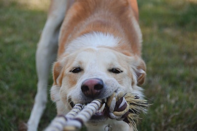 A recent clinical trial from ADM indicates that the postbiotic supports healthy blood sugar levels in adult dogs.