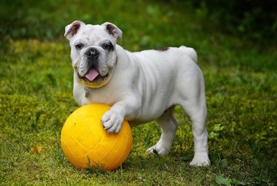 Purina joins Men in Blazers as the Official Pet Food and Pet Treats Partner, with integrations across digital shows, social media and newsletters.