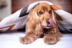 English Cocker Spaniel Alkhaine Pixabay