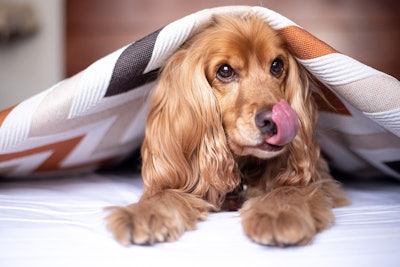 English Cocker Spaniel Alkhaine Pixabay