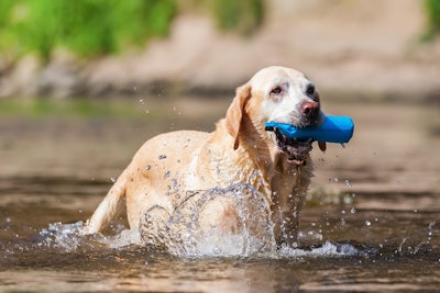 Older Yellow Lab Dog