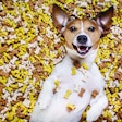 Overeating Dog