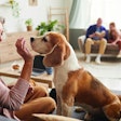 Pet Owner Generations