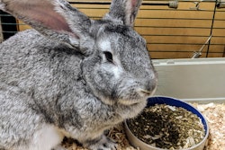 Rabbit In Cage With Food Andrea Gantz