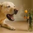 A new study noted Superculture Pet Oral could offer a novel approach to pet oral health with potential applications in pet food and supplement formulations.
